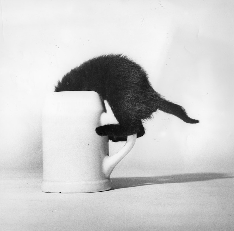 Family Cats by Walter Chandoha