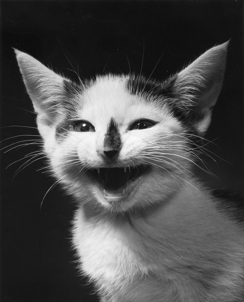 Family Cats by Walter Chandoha