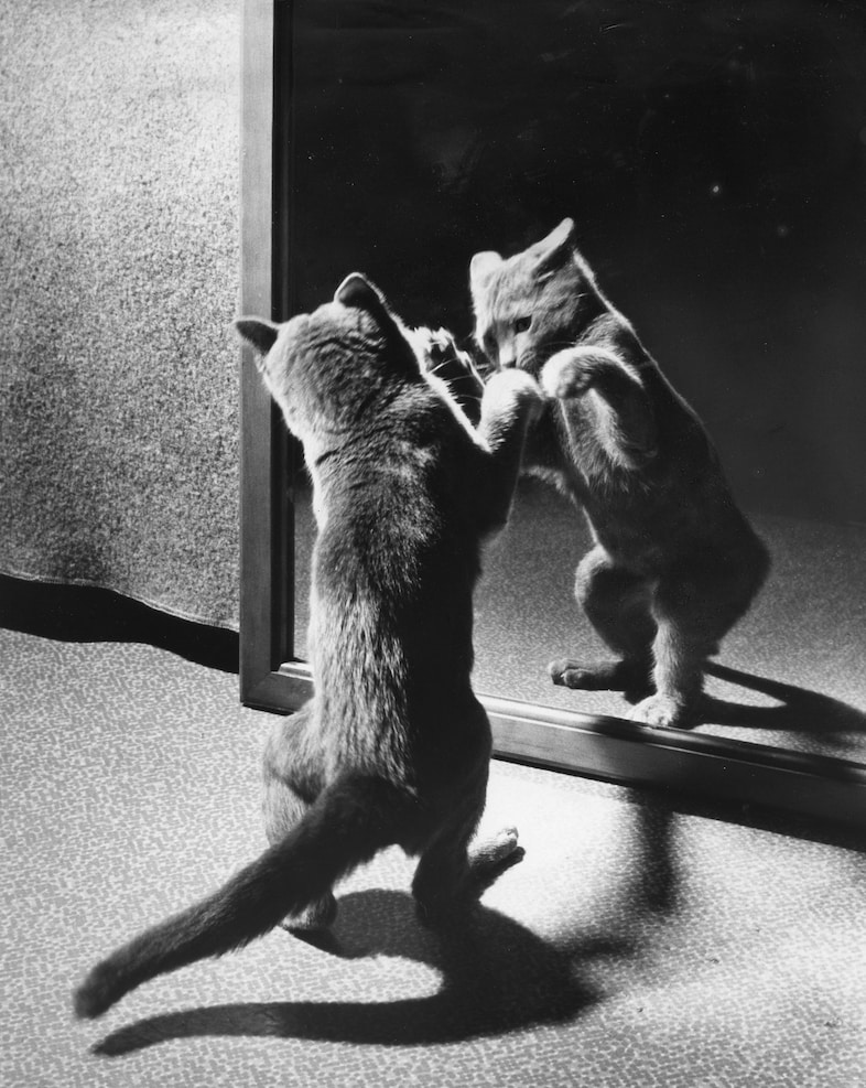 Family Cats by Walter Chandoha