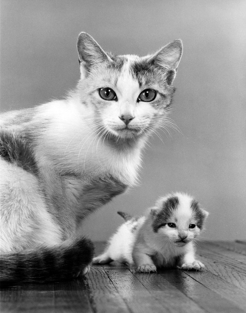 Family Cats by Walter Chandoha