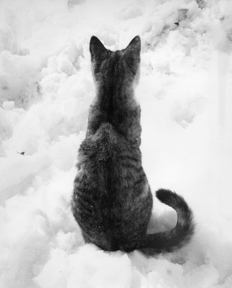 Family Cats by Walter Chandoha