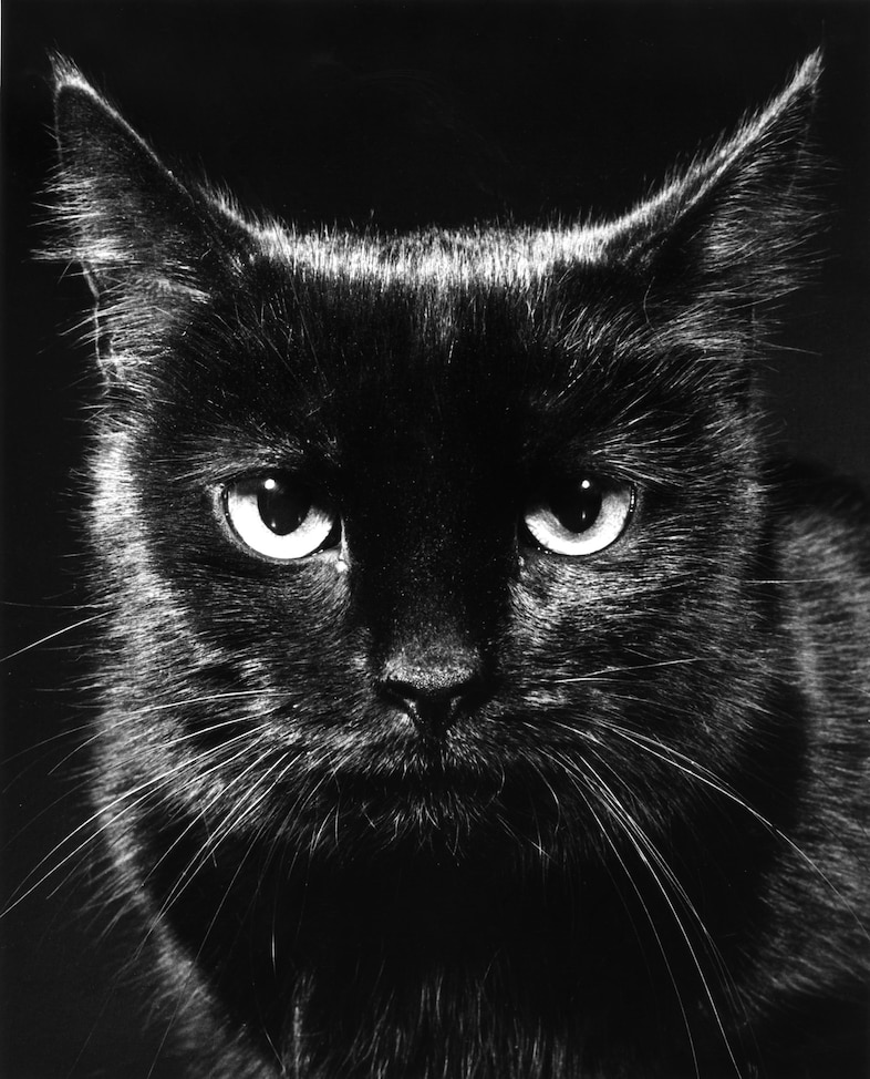 Family Cats by Walter Chandoha