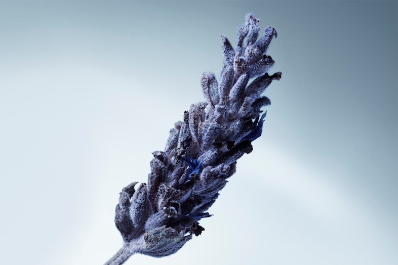 Matiere Premiere Metal Lavendar