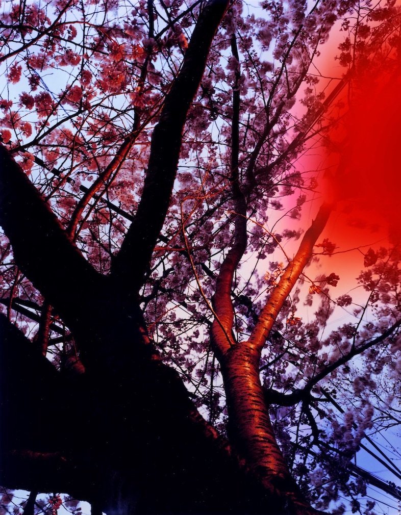 Devlin Claro: Crushing at Donald Ryan Gallery