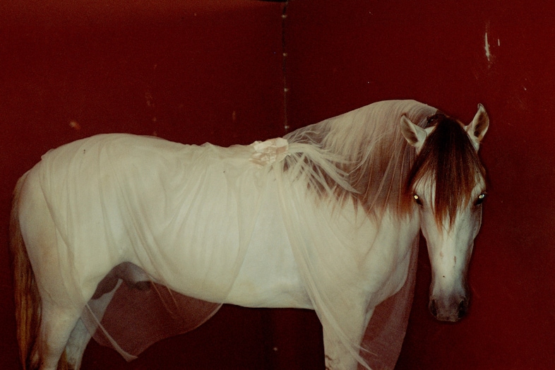Camille Vivier, Horse I, 2002