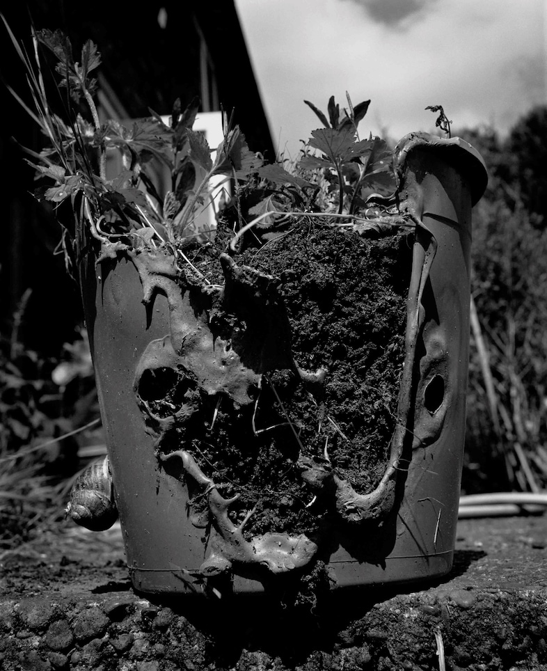 Kuba Ryniewicz, The Daily Weeding (2020-2021), (c