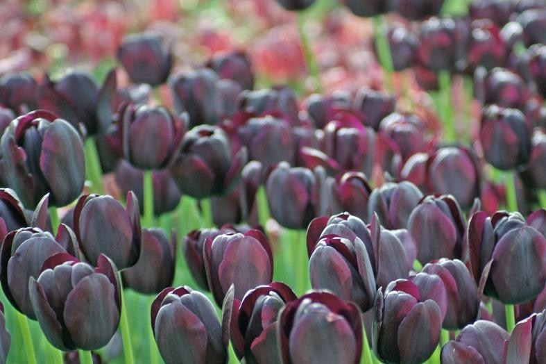 Black Tulips AnOther