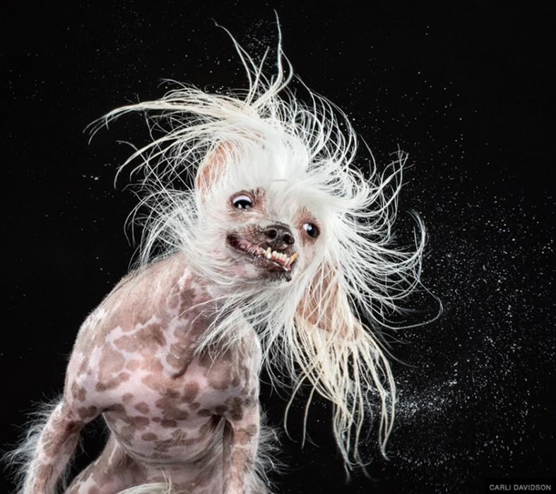 From Shake by Carli Davidson
