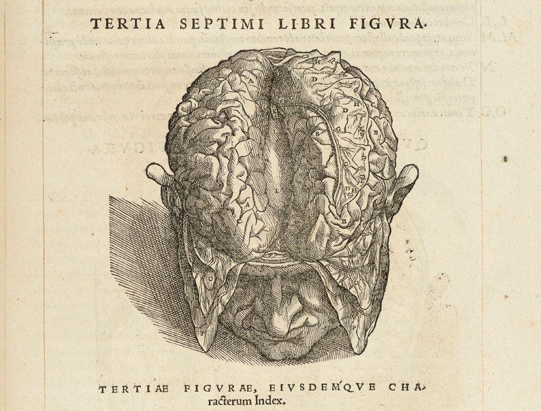 De humani corporis fabrica libri septem (figure of the brain