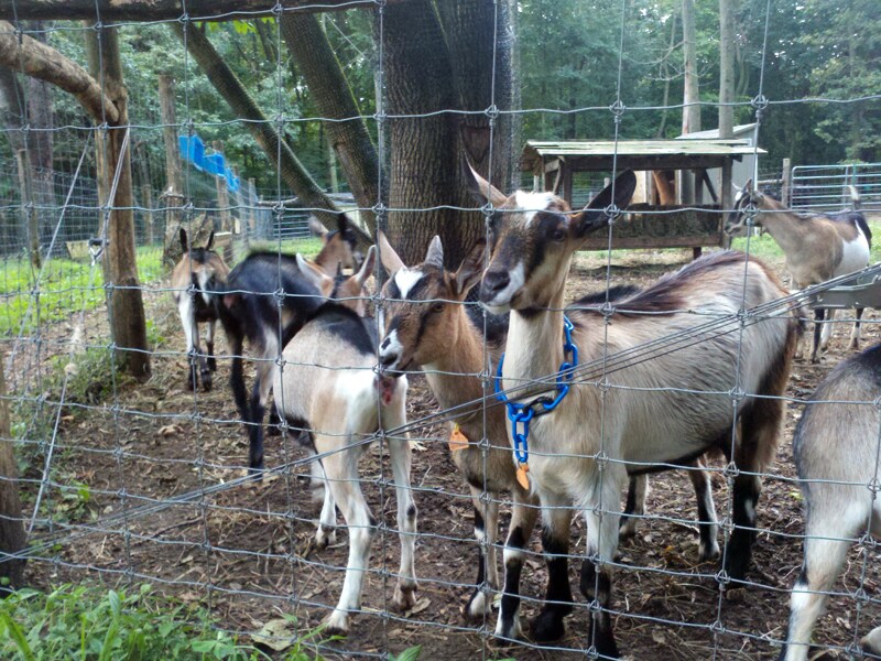 Sheena and friends, Bedford Hills
