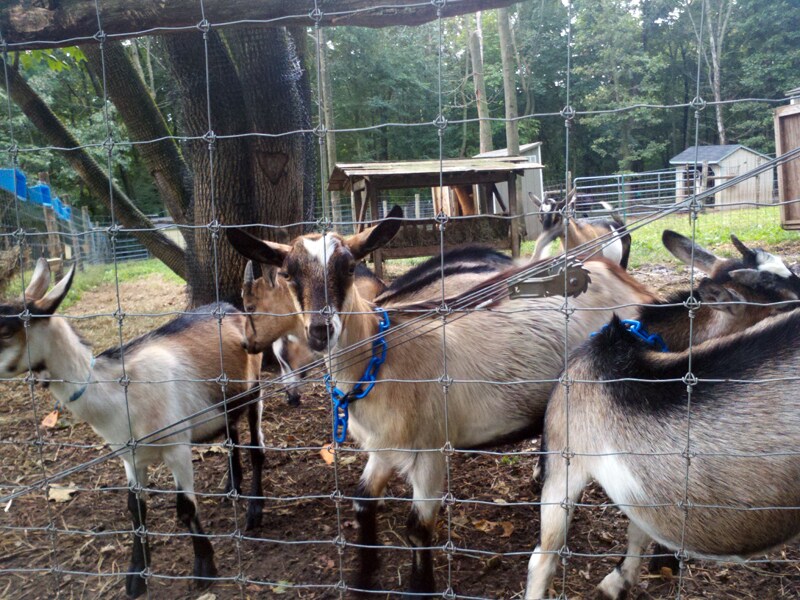 Sheena and friends, Bedford Hills