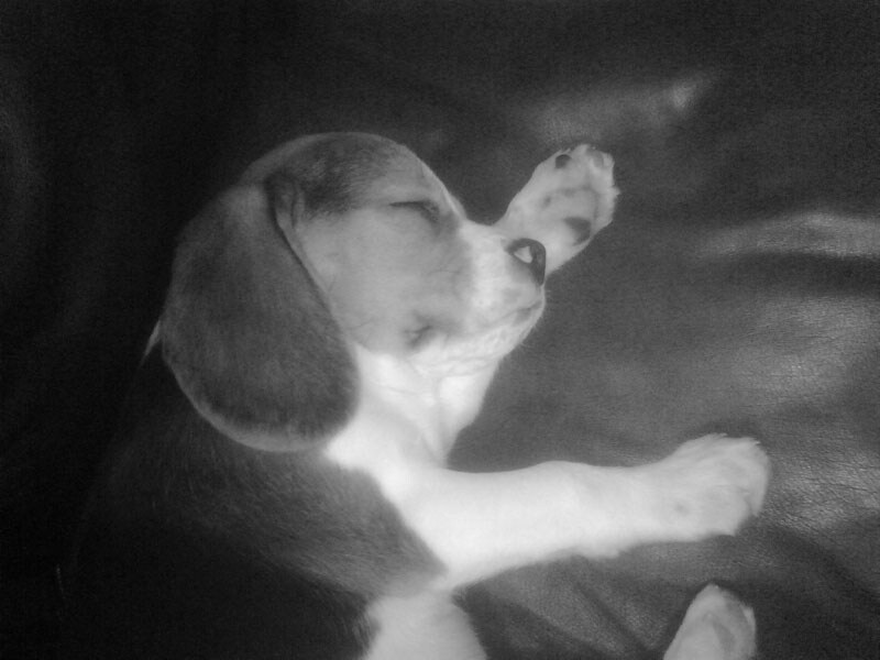 Henry as a puppy