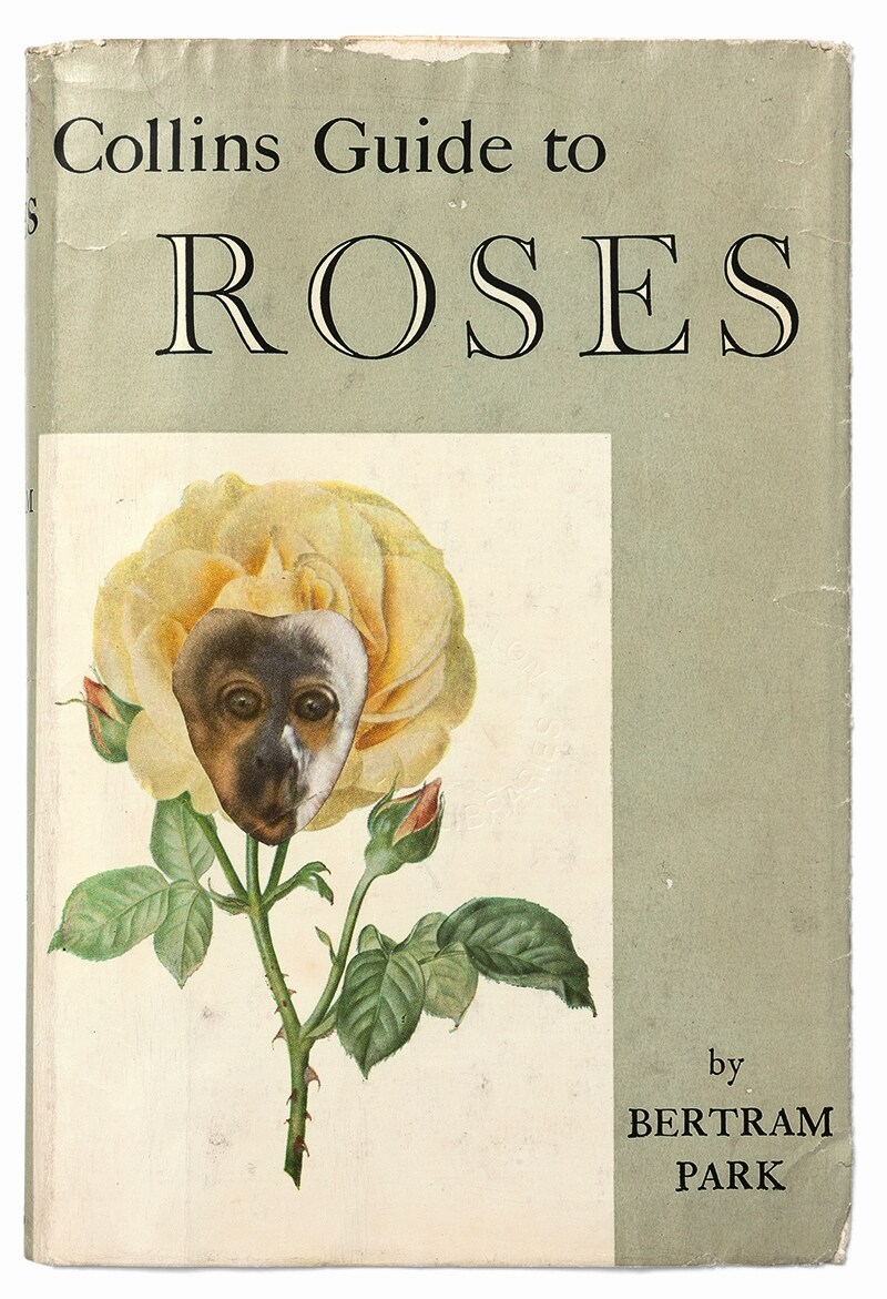 The Collins Guide To Roses