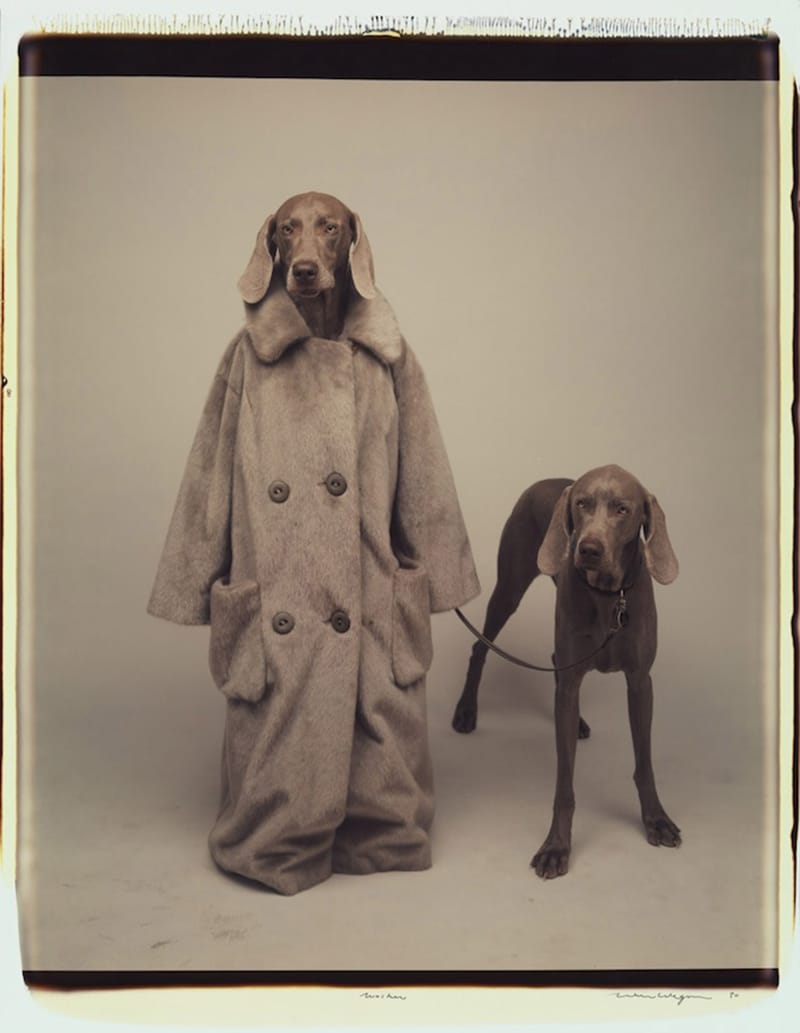 Photography by William Wegman