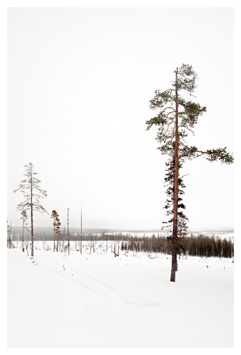 Snow Landscape #1, Jan Kempenaers, 2011