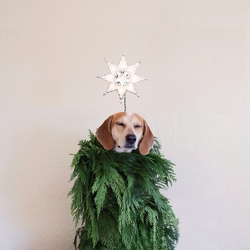 Christmas Coonhound