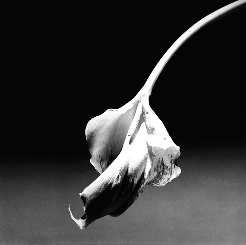 Calla Lily, 1986