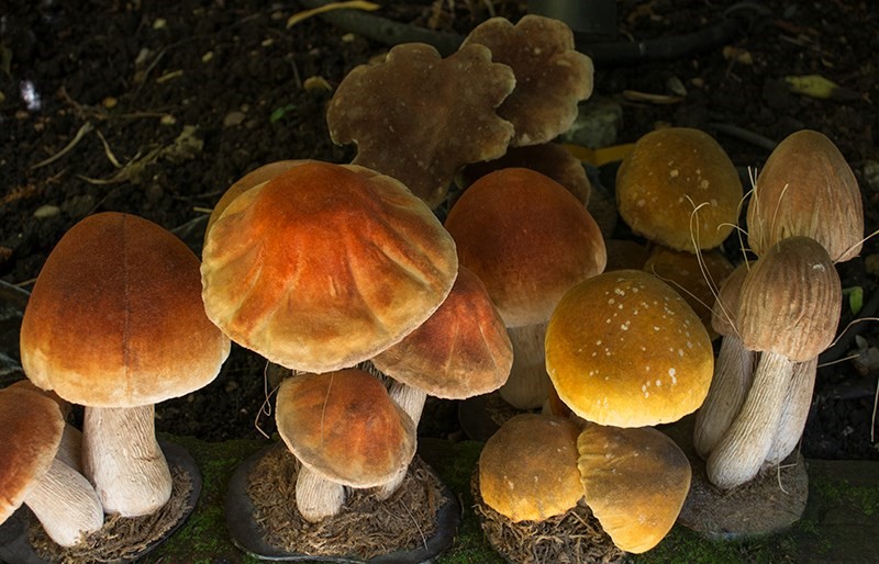 Papier-Mâché Models of Mushrooms