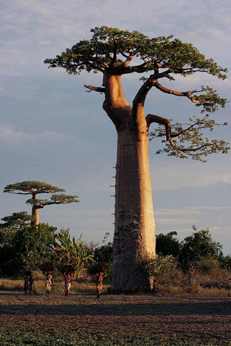 Baobab Trees