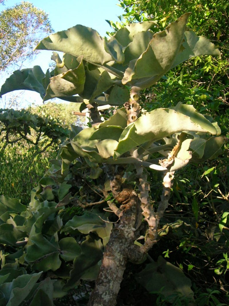 Alien Trees