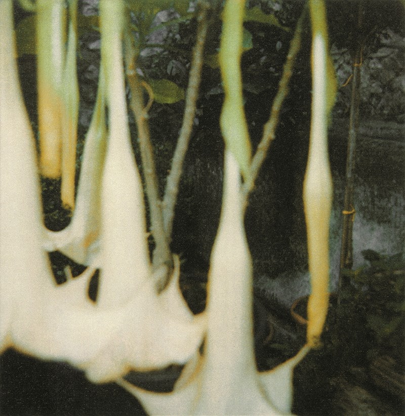 Twombly_AngelsTrumpets_1
