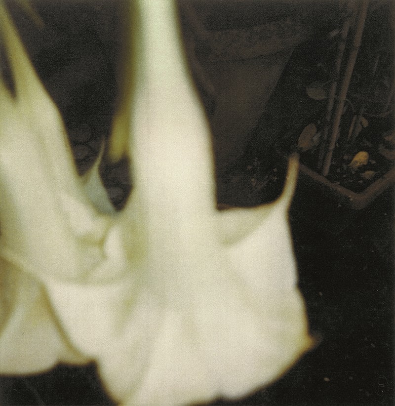 Twombly_AngelsTrumpets_2