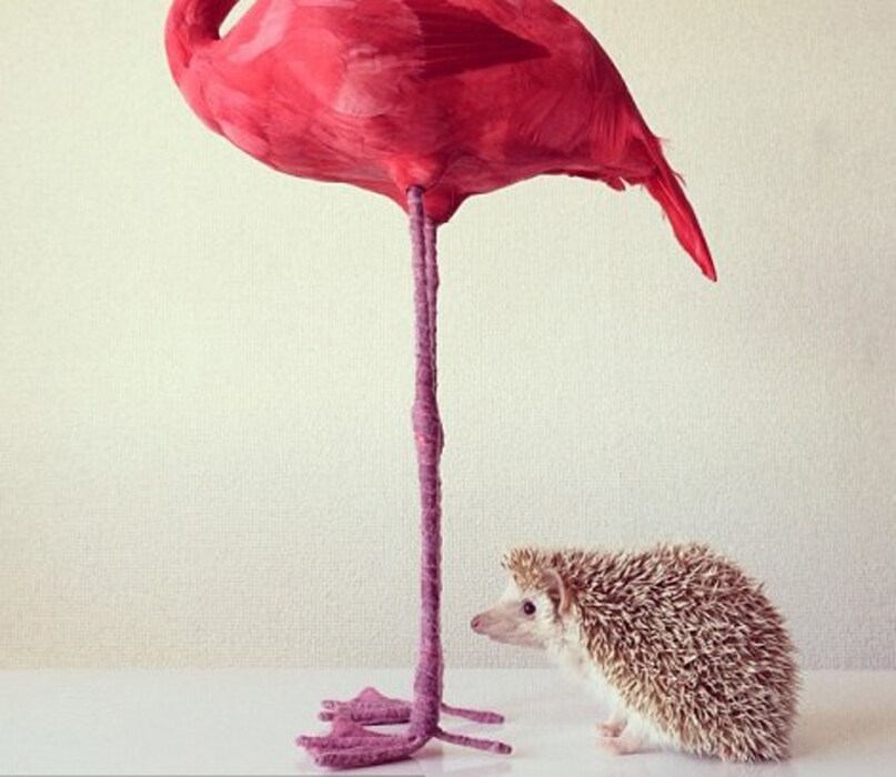&#169; @darcytheflyinghedgehog/Instagram
