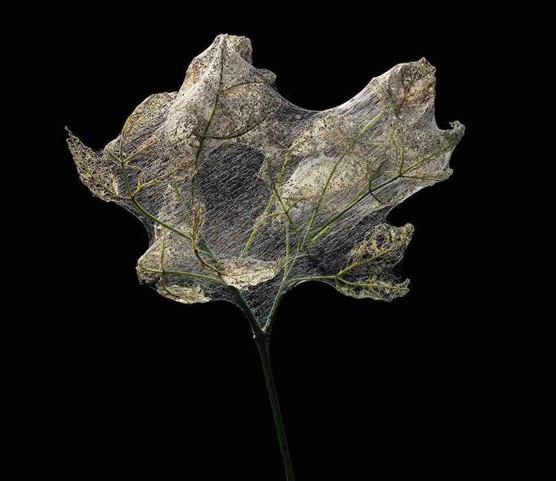 Buff-tip moth larvae web