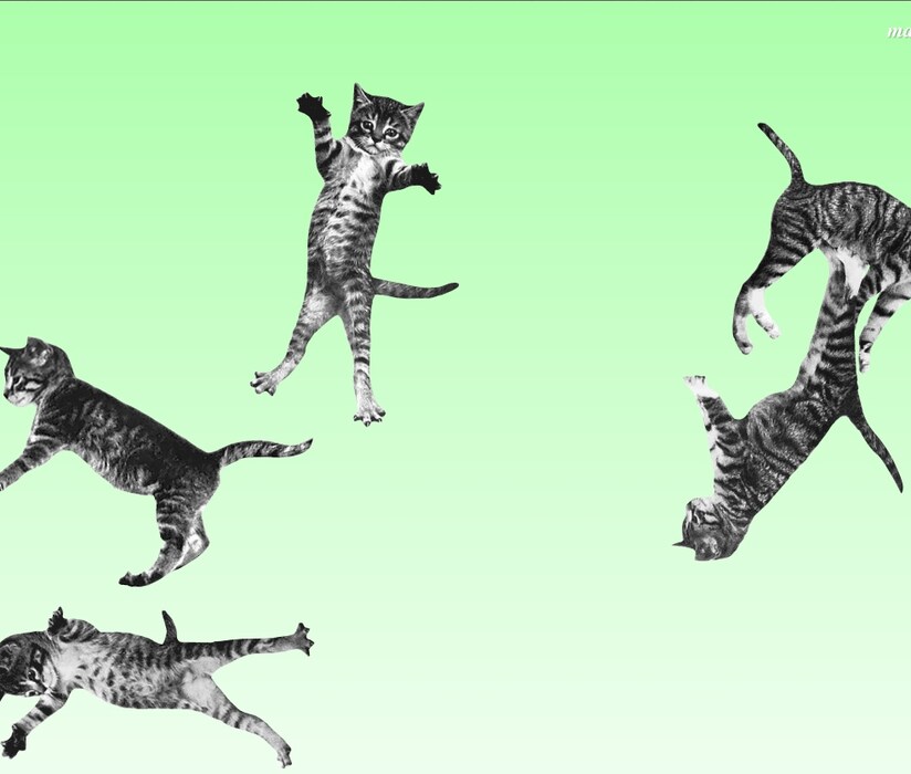 Cat Bounce