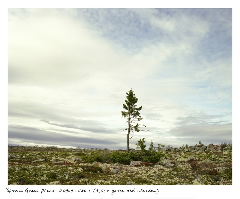 Spruce Gran Picea #0909-11A07 (9,550 years old; Sweden)