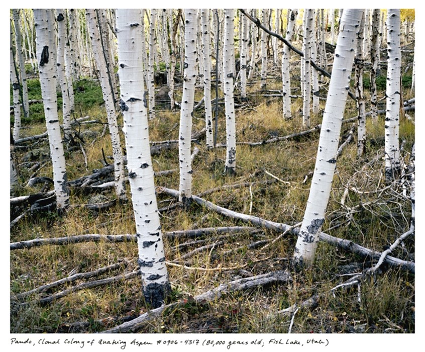 Pando, Clonal Colony of Quaking Aspen #0906-4317 (80,000 yea