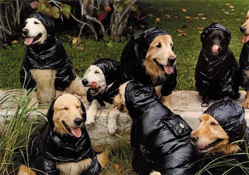 Moncler Dog Jackets, 2009