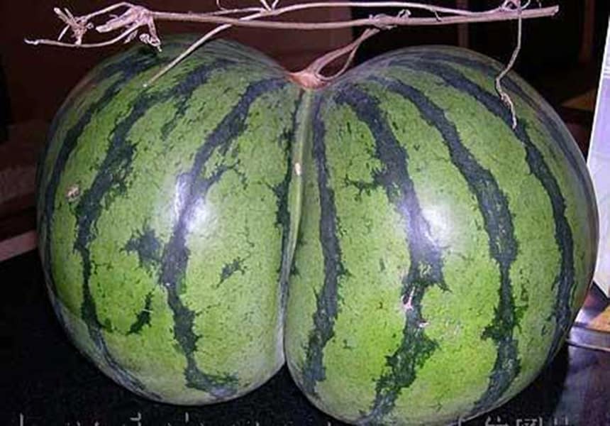 Watermelon ass