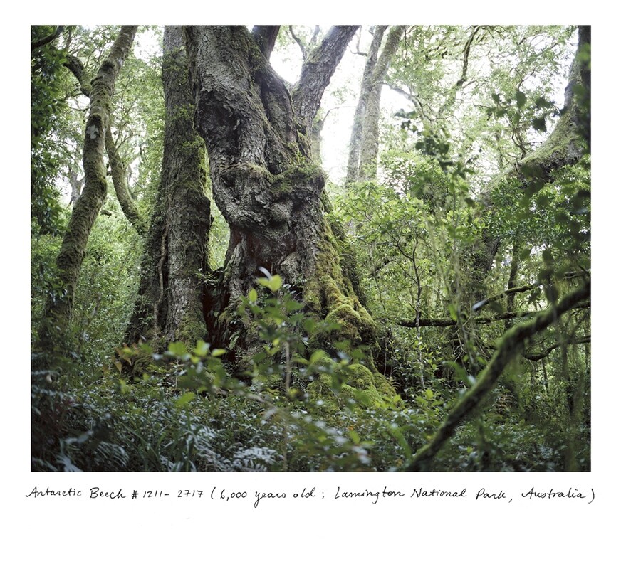 Antarctic Beech #1211-2717 (6,000 years old; Lamington Natio