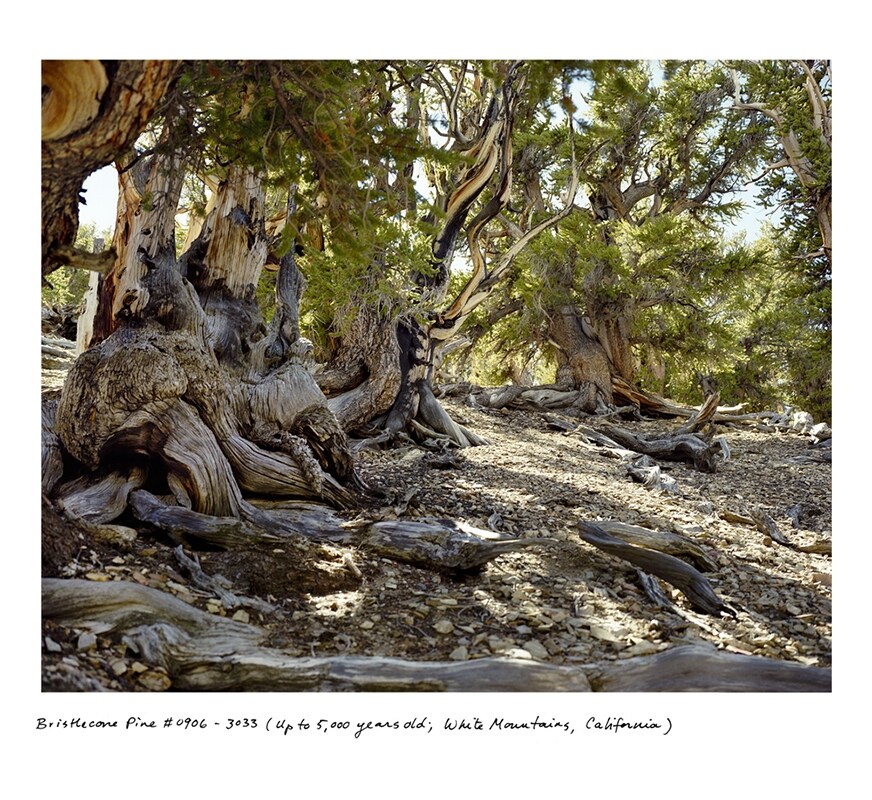 Bristlecone Pine # 0906-3033 (Up to 5,000 years old; White M