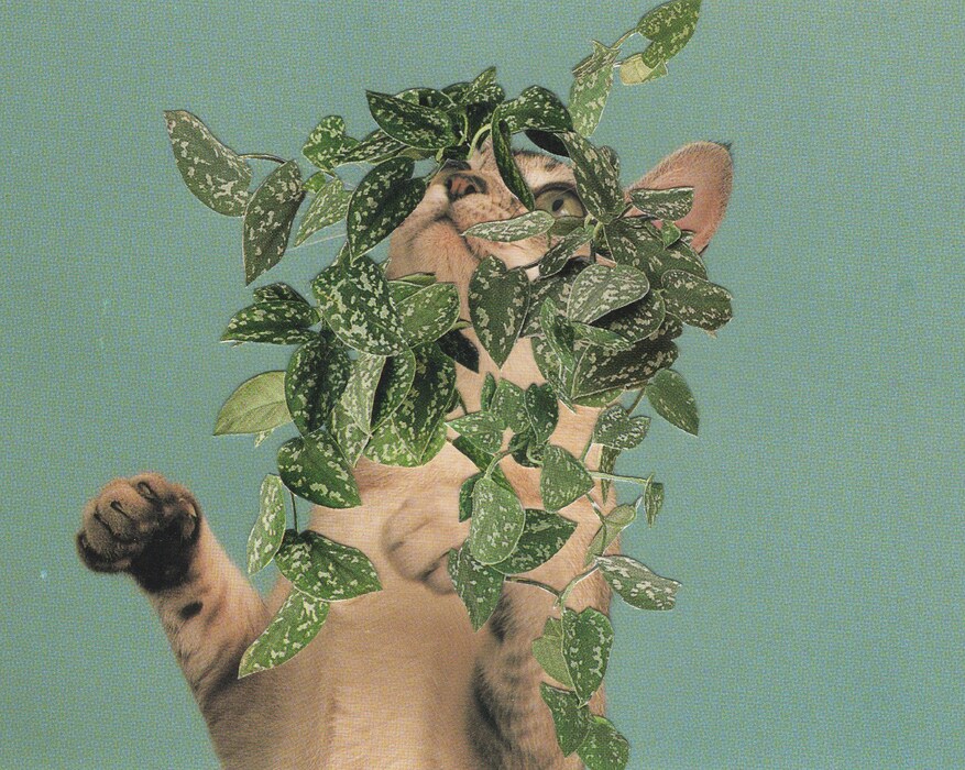 1 cover image
