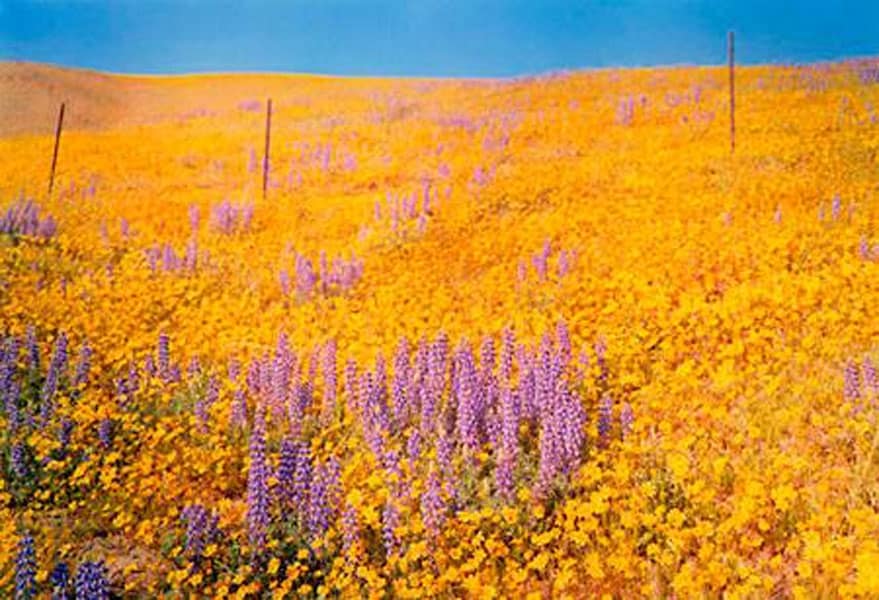 Untitled (field of yellow and purple flowers) by William Egg