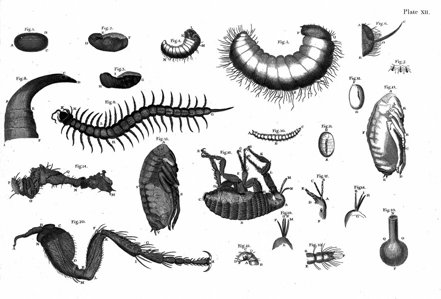 Ant eggs and maggots