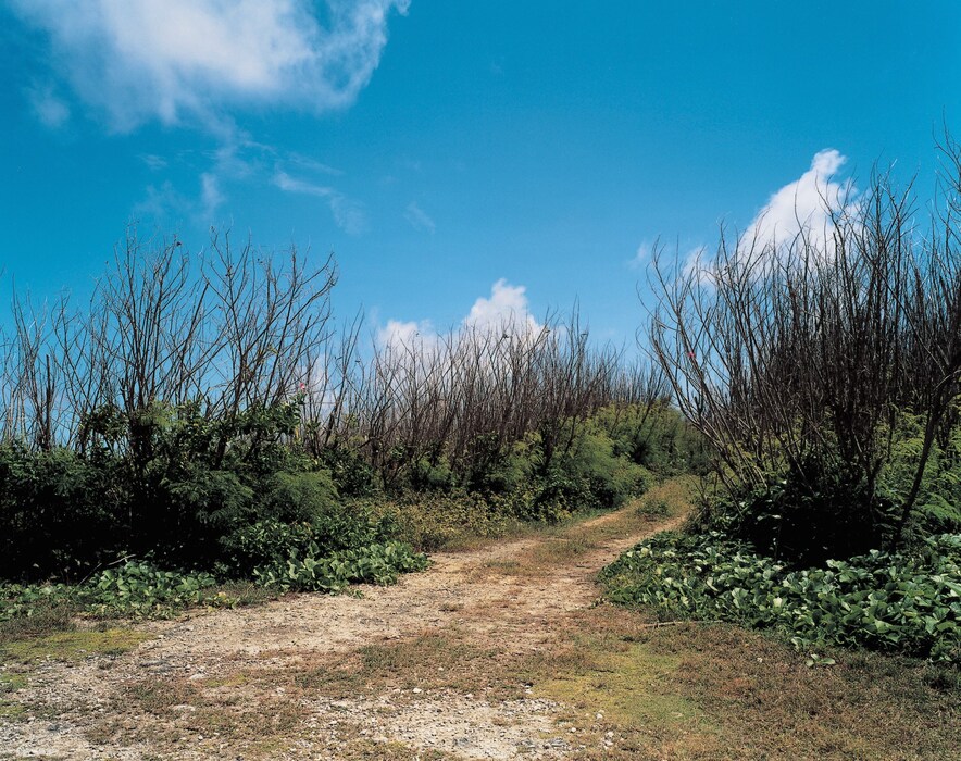 Path_Scene