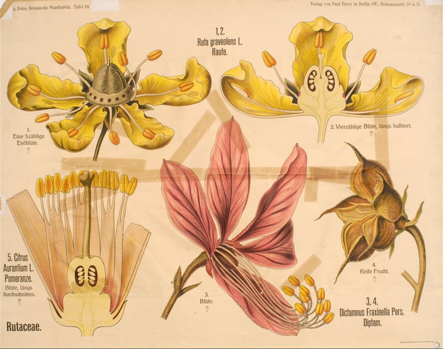 A. Peter, Botanische Wandtafeln