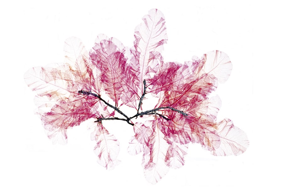 From Flora, Nick Knight, 1997