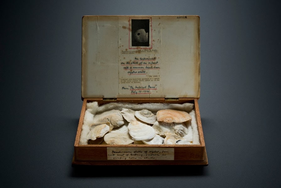 Cigar box, hinged lid, containing twenty-four oyster shells,