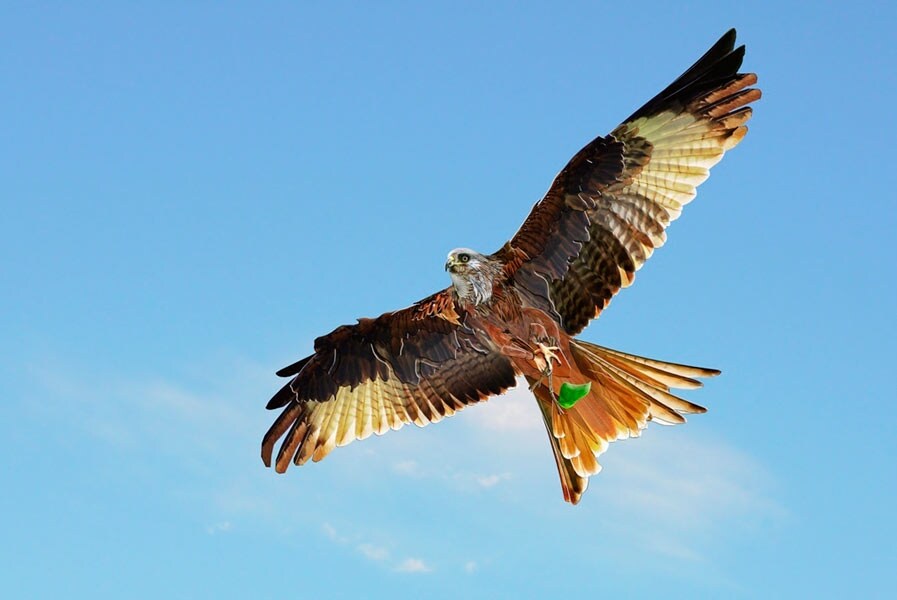 Kite, 2012