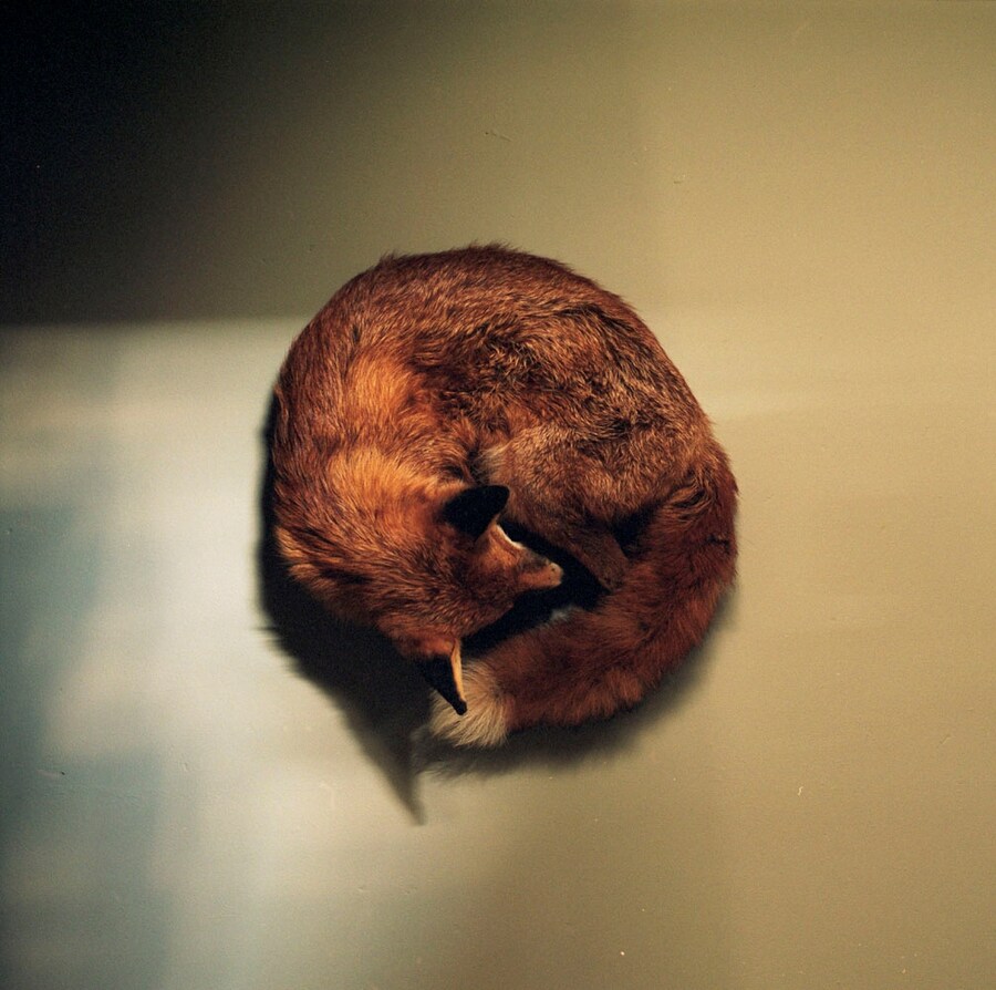 Fox by Joss McKinley, 2009