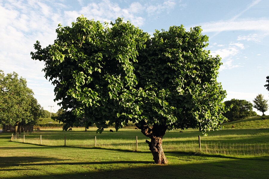 Image from Mulberry Book