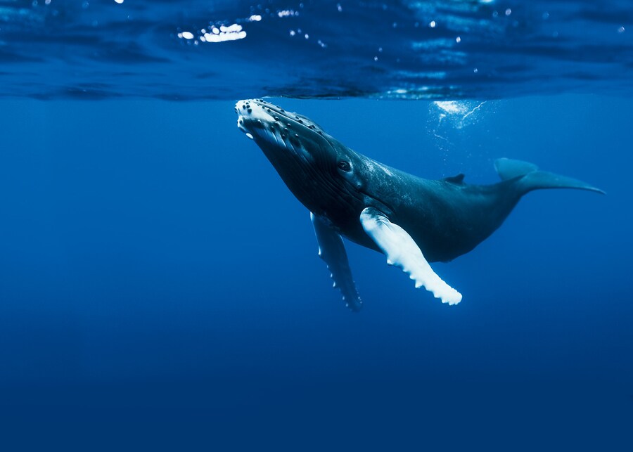 Humpback Whale