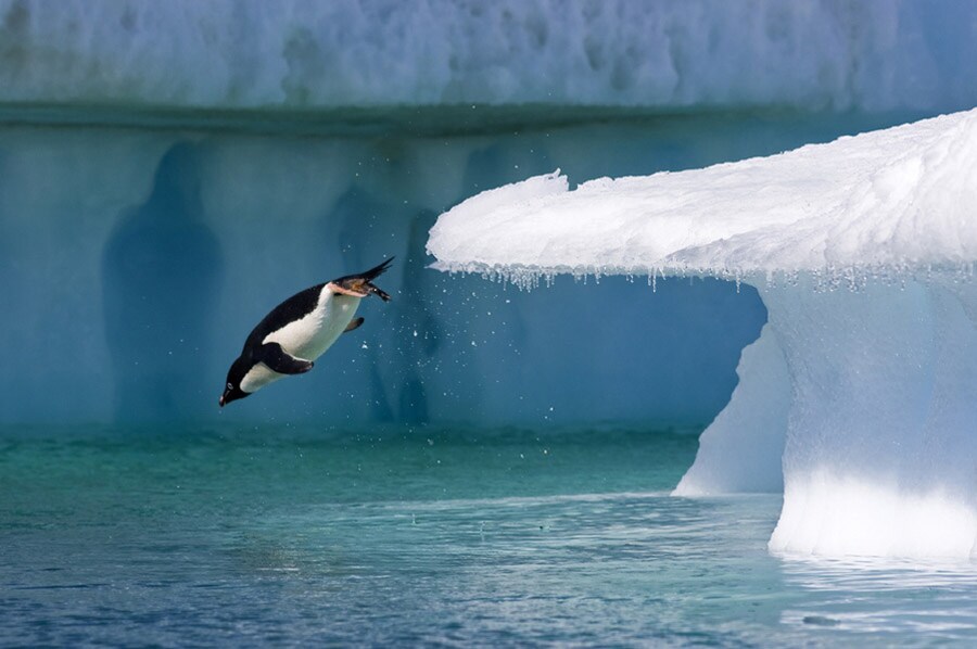 Adelie Penguin
