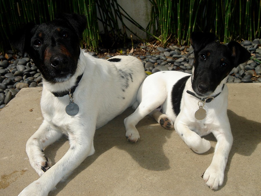 Angus (left) and India (right)