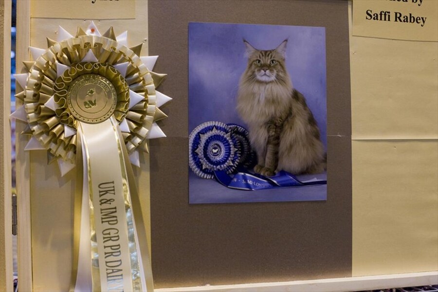 Dairymaine Sarnia Cherie, a Maine Coon at Supreme 2011