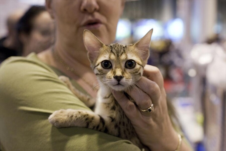 Fellpurrs Cleopatra, an Egyptian Mau at Supreme 2011
